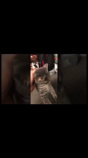 This cat is so adorable it hurts