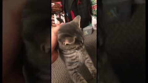 This cat is so adorable it hurts