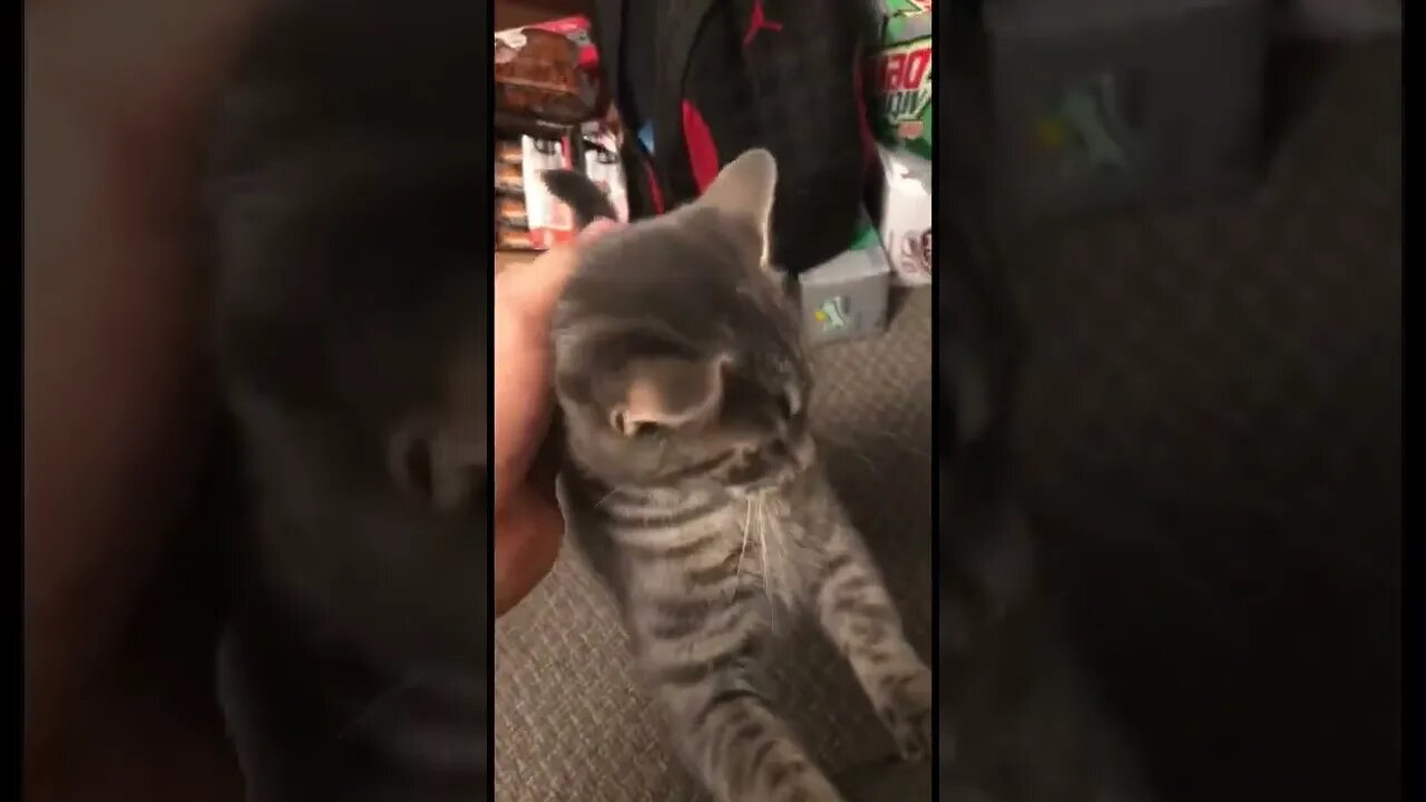 This cat is so adorable it hurts