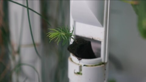 Two Colorado companies partner to grow trees from seed to sapling using unique technique