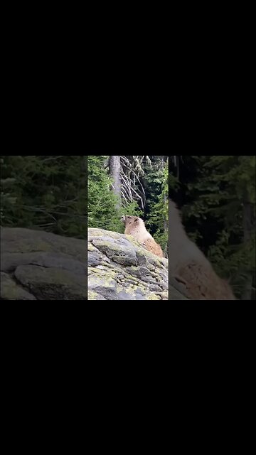 my new favorite animal #marmot