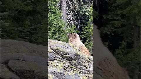 my new favorite animal #marmot