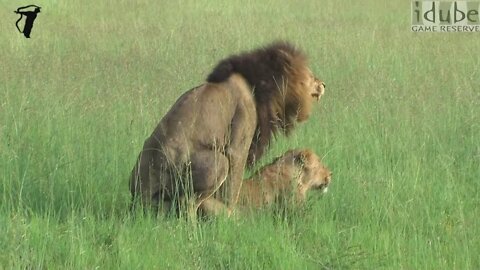 WILDlife: Pairing Lions on an African Plain