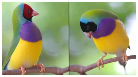 Gouldian finch dancing on the tree