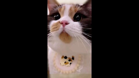 cute cat