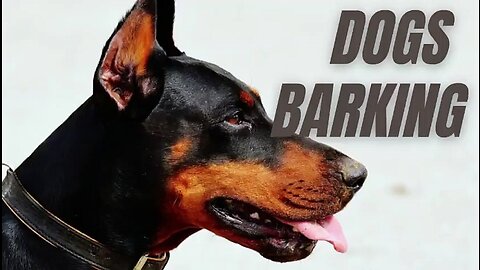 TOP 10 dog barking videos compilation 2016 ♥ Dog barking sound - Funny dogs