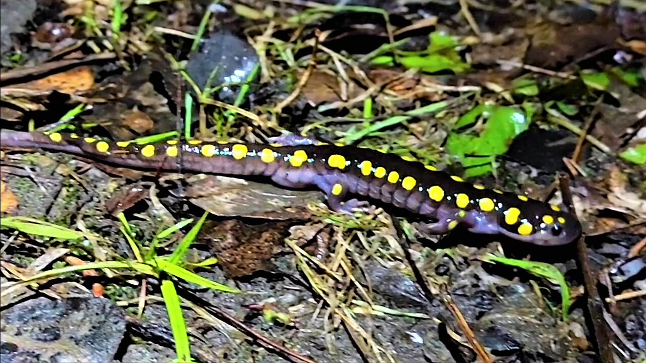 Yellow spotted salamander makes dangerous trek once each year