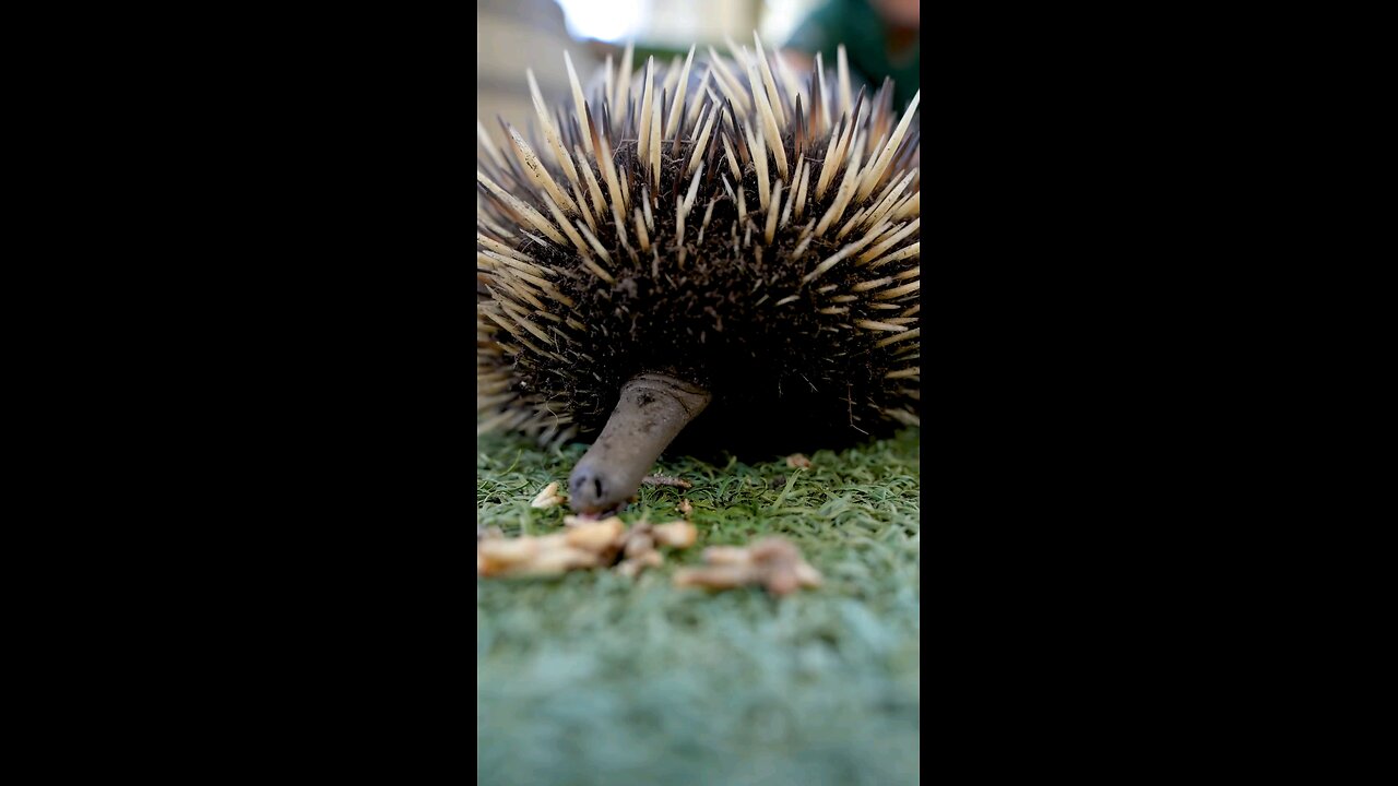 Pincushions with personality.Echidnas are some of the most fascinating creatures.