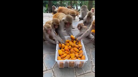 Monkey with Mango 🥭😂 || Funny monkey's