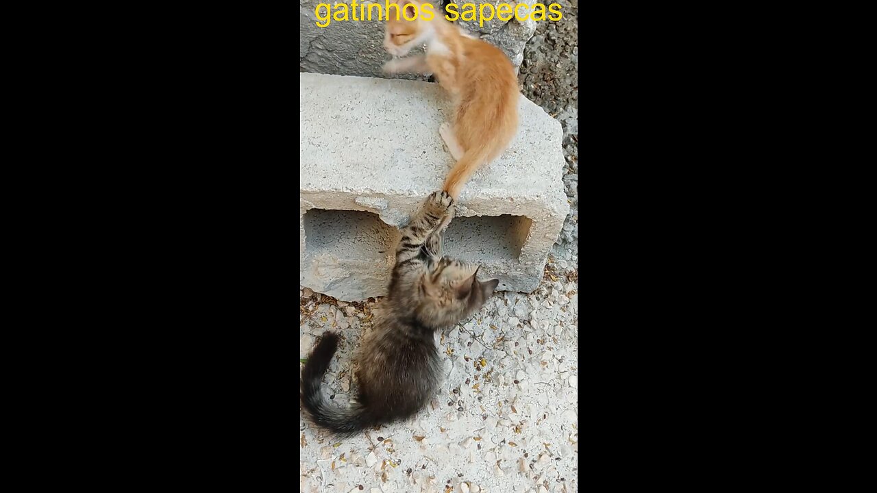 Sapecas kittens