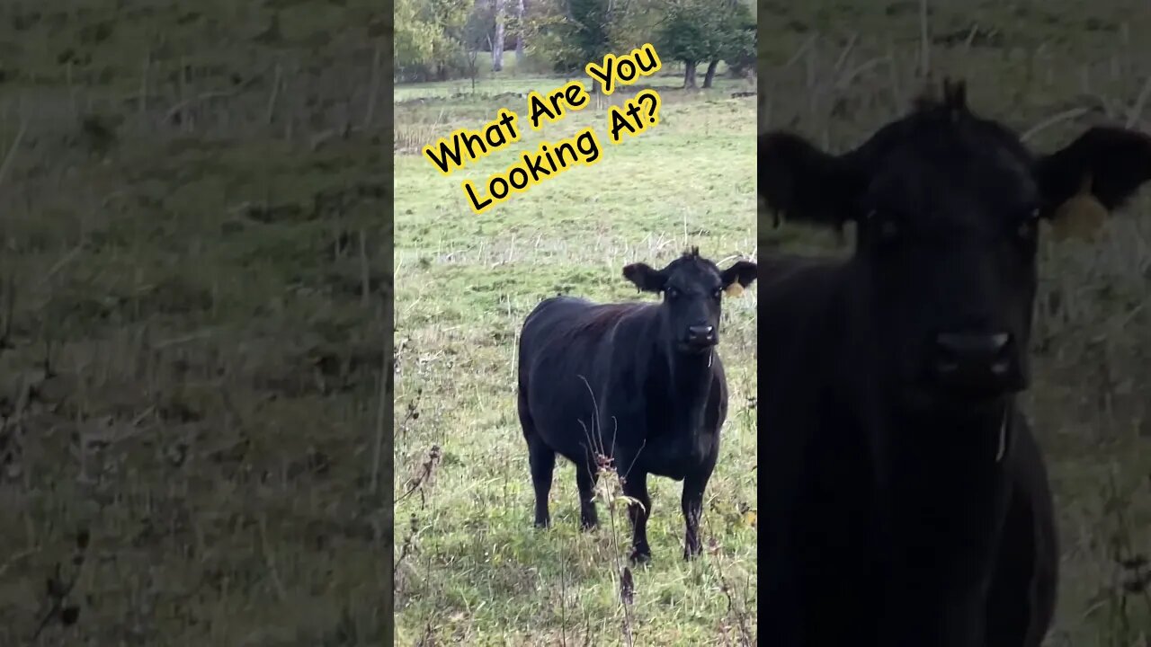 Black Angus Stare Down #prepperboss #blackangus ##cow #shorts