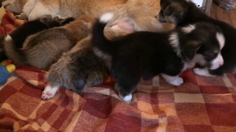 Corgi dog feeding her babies,pupy dogs at the same time Just wow