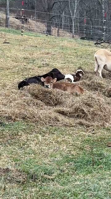 Breakfast in Bed Homestead Style 😂