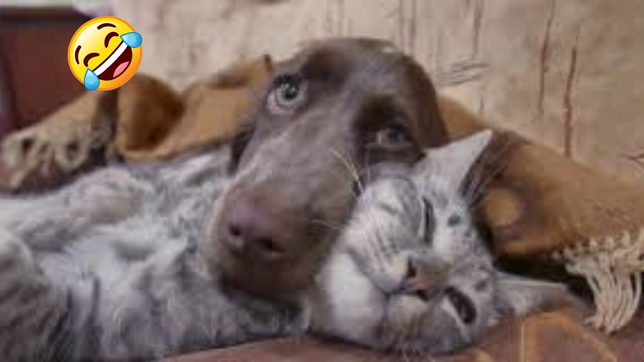 Funniest Cats and Dogs 🐶🐱 | Funny Animal Videos | Toon Tv