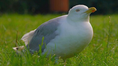 The Dark Queen of the Moat Pond. Female European Herring Gull