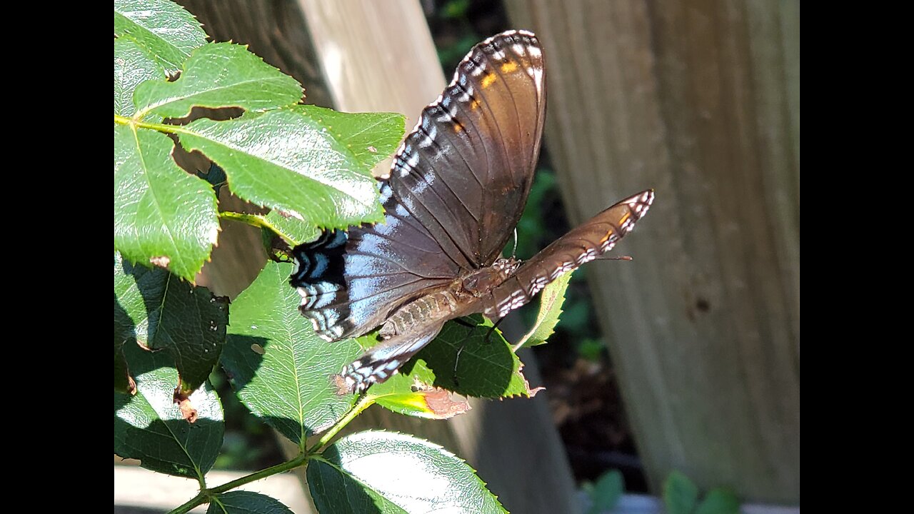 10th Reading and Releasing of Tree Journal