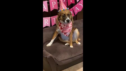 Cookie’s 1st birthday