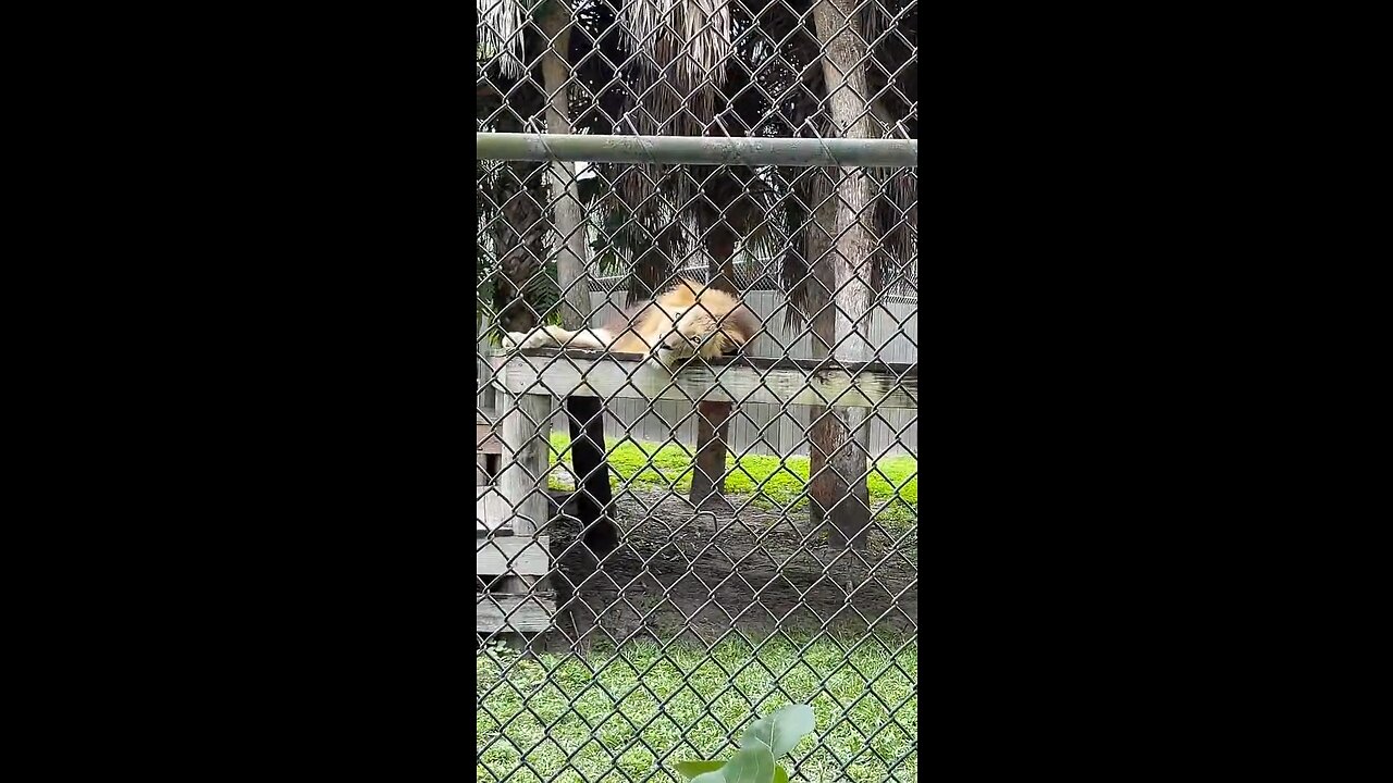 Livestream Clip - King Of The Naples Zoo