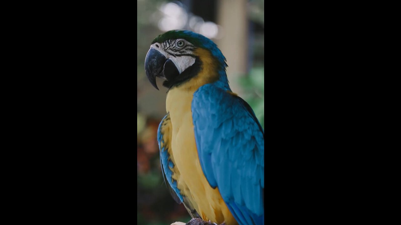 Man keeps on fighting for freedom and Keeps the nature of imprisoning birds.😕❤️🦜🦜