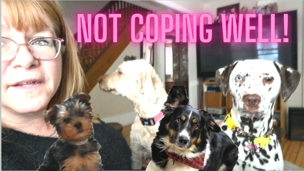 Our Dogs Aren't Coping Well!