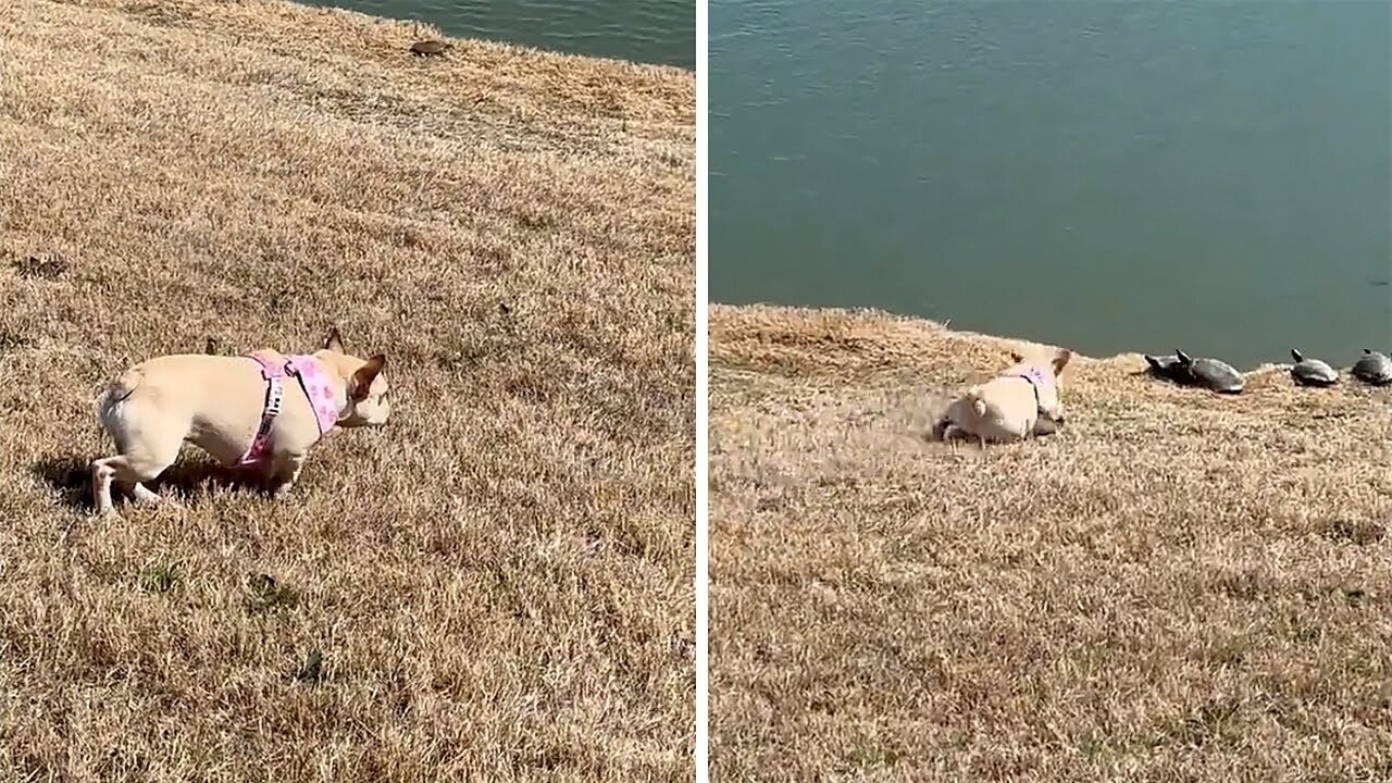 Stealthy Frenchie stalks ''unsuspecting'' turtles