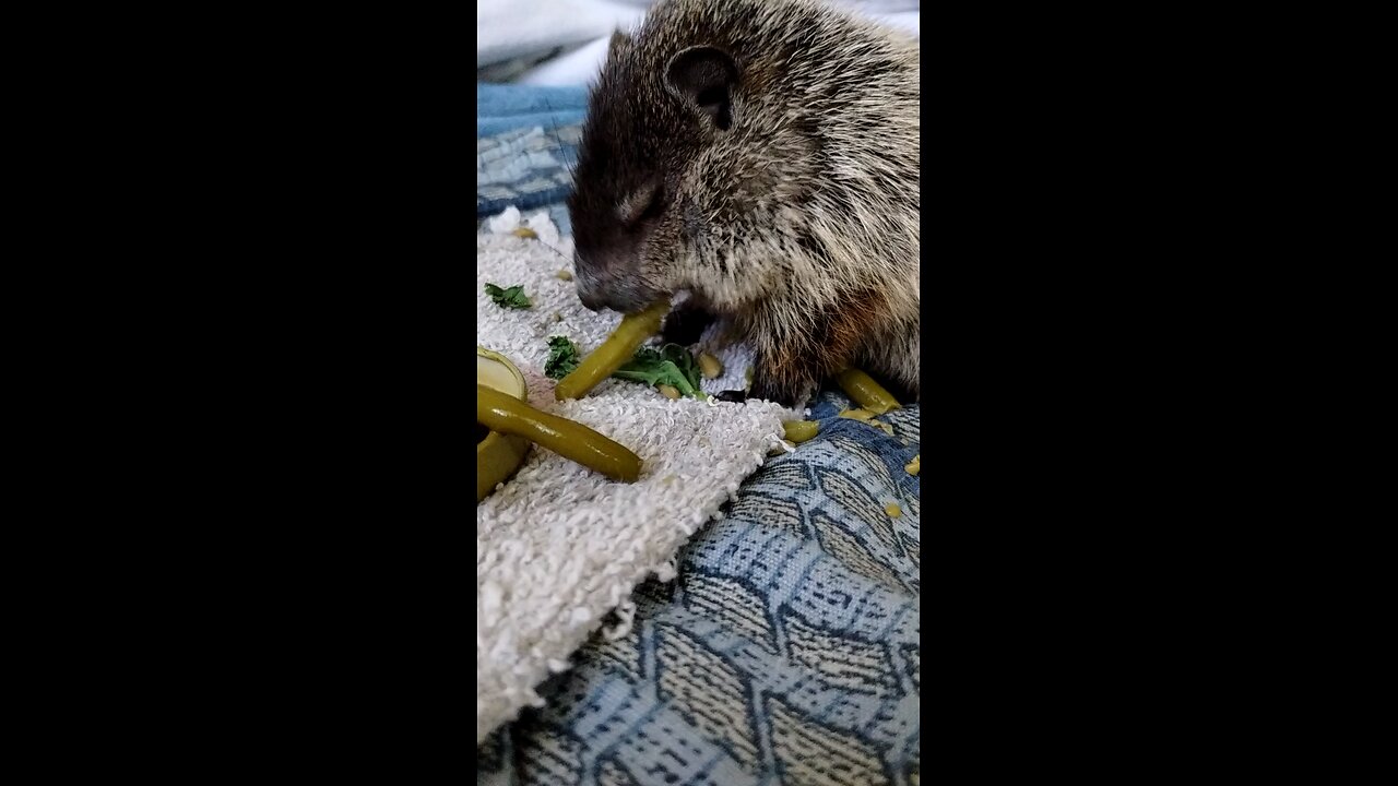 Baby Ground hog