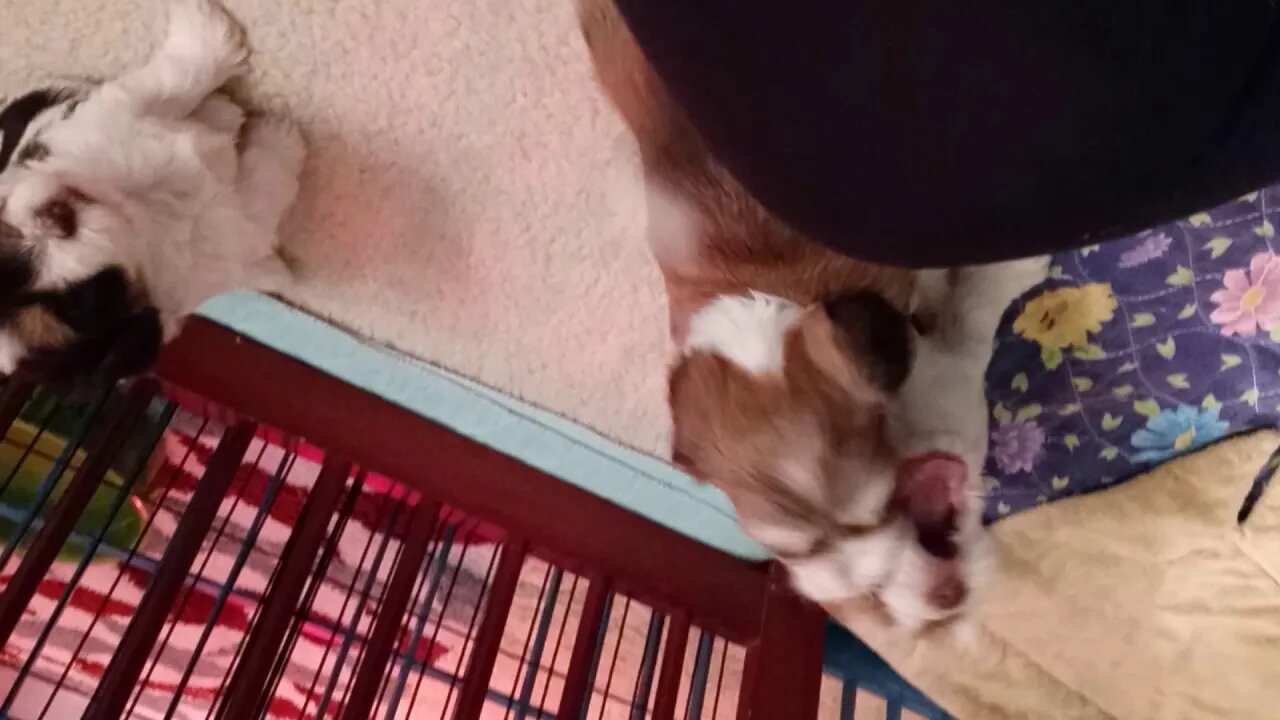 K Litter - They Are Coming Out Of Their Shell(1)