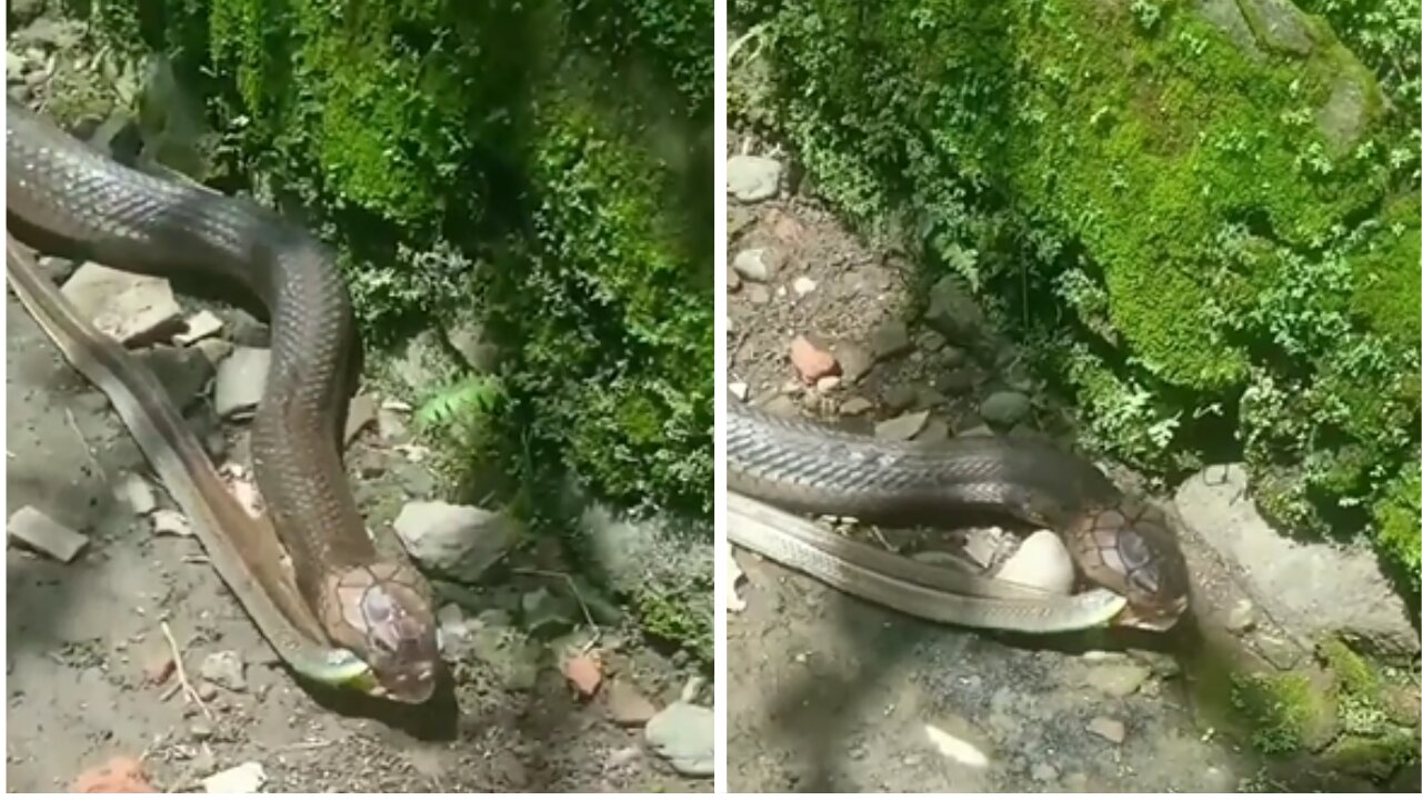 king cobar eating tow snake