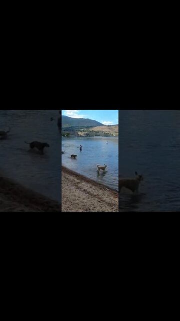 Dog Beach, Penticton, BC