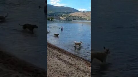 Dog Beach, Penticton, BC