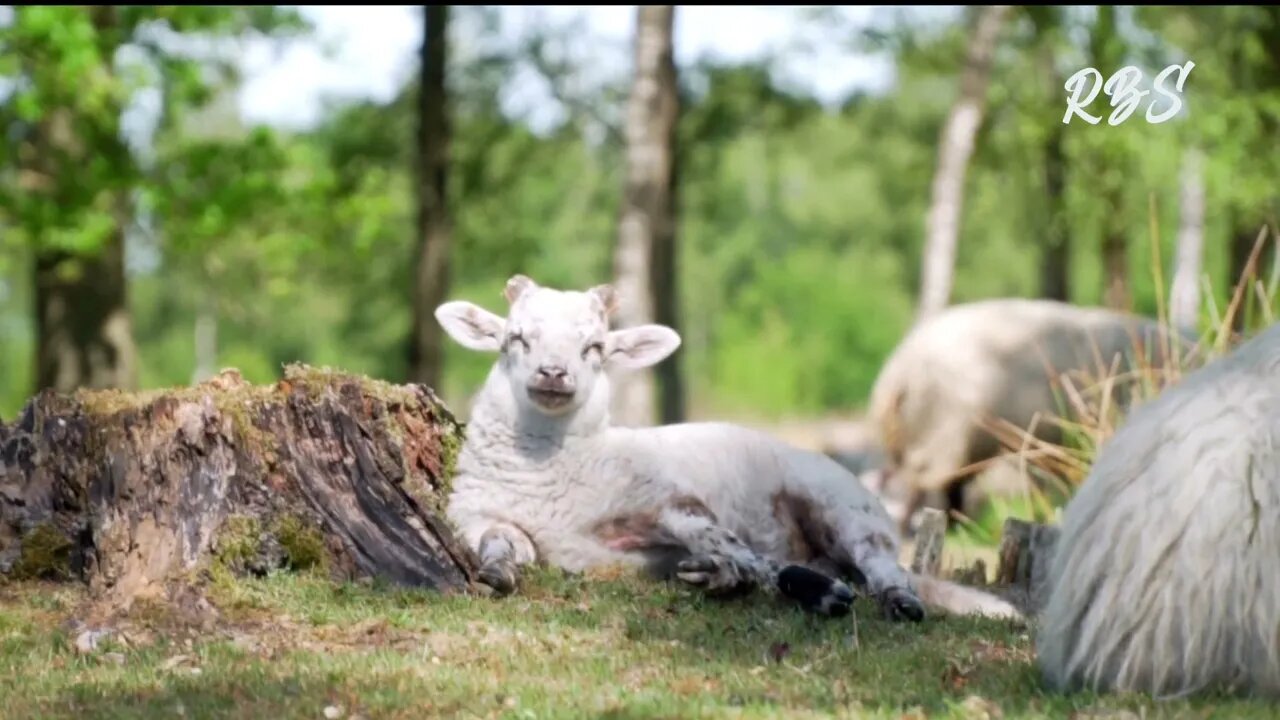 Peaceful Music / Sheep