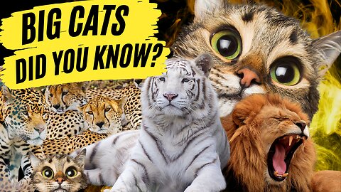 What The CIA Doesn't Want You to Know About Big Cats