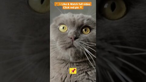 CUTE AND FUNNY CAT COMPILATION OF 2022 PART 5 😻😹