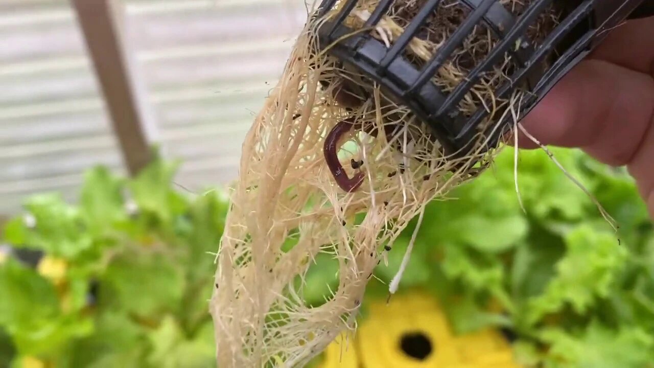 Red Worms Living in Kratky Hydroponics Roots