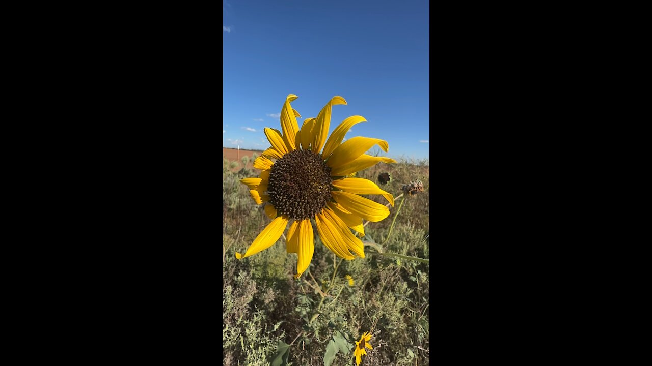 Sunflower in slow motion