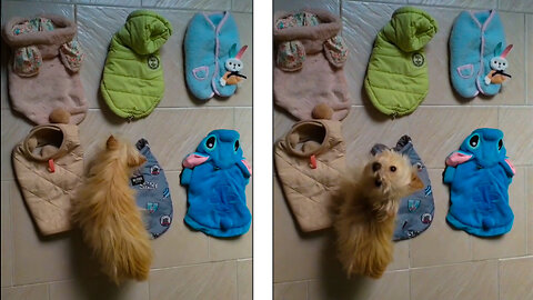 Cute Puppy Choosing Cloth To Wear