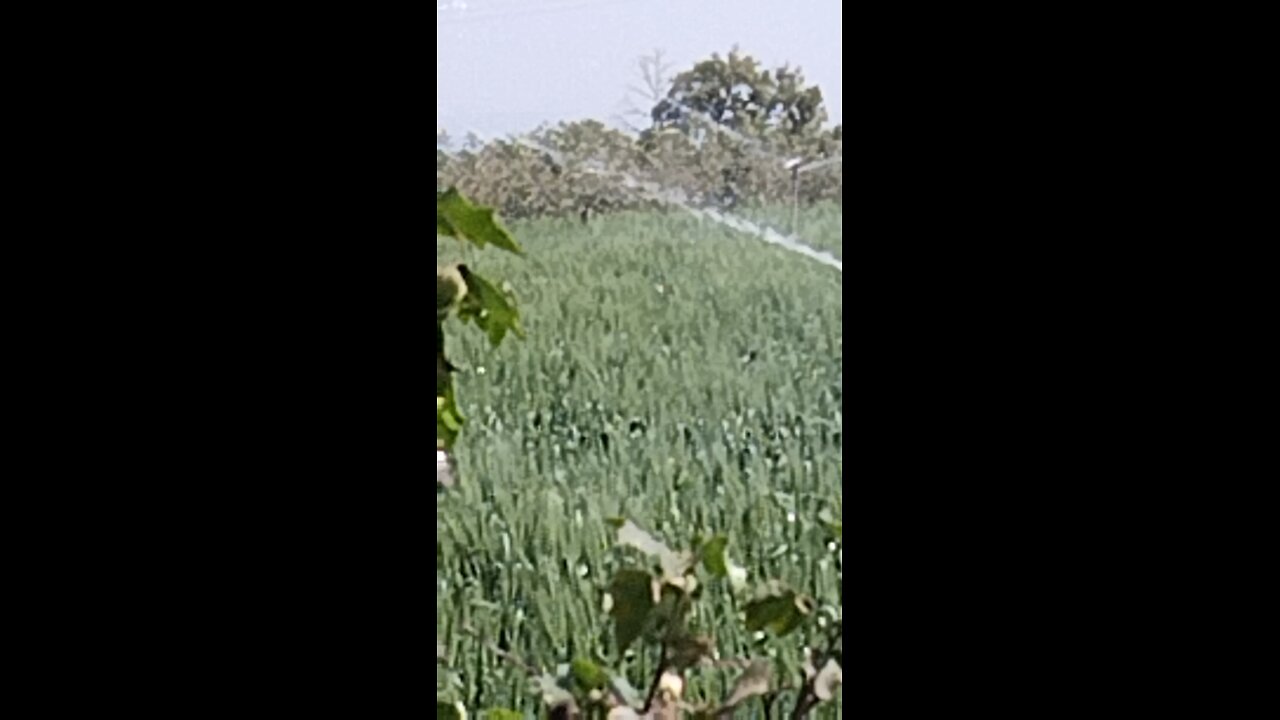 farmers farming Shetkari