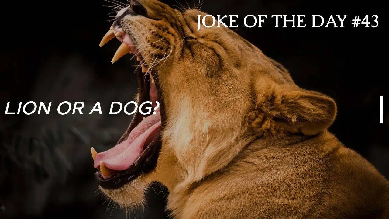 Joke Of The day #43 - A DOG Walks Into A Jungle. Will The LION Eat Him?