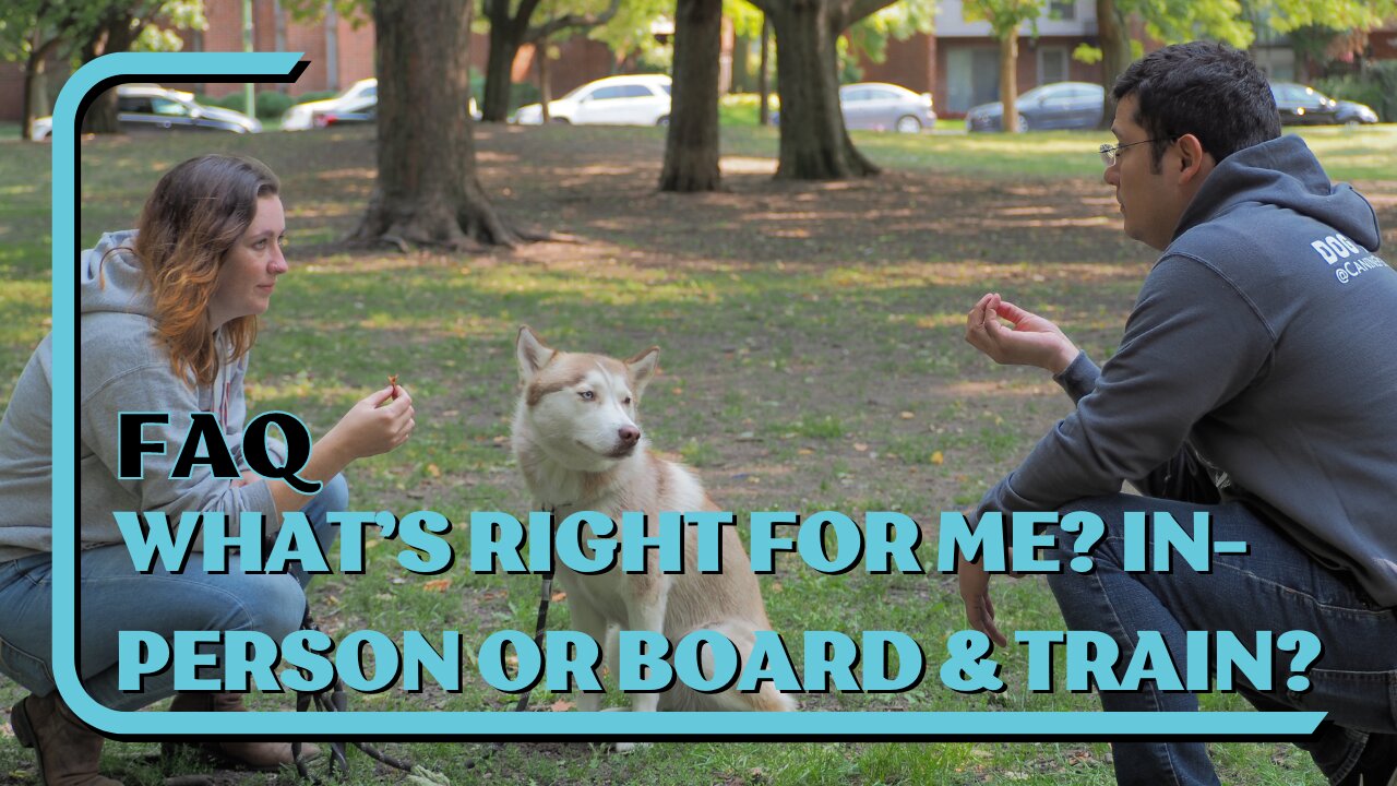 FAQ: What Is Right For Me? In-Person Or Board | Daycare & Train?