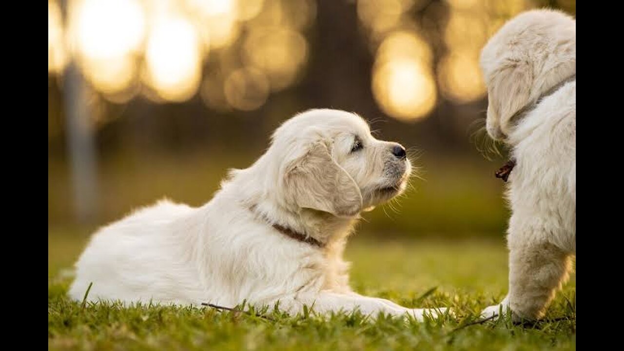 Cute dogs and cute puppy funnye video 2023 best comedy and funny