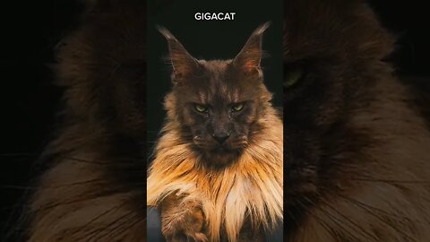 Big cats