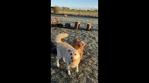 I am FLOOF! Meg K9 Dog Paddock Lincolnshire