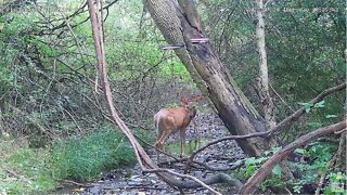 Doe & Fawn walk through stream