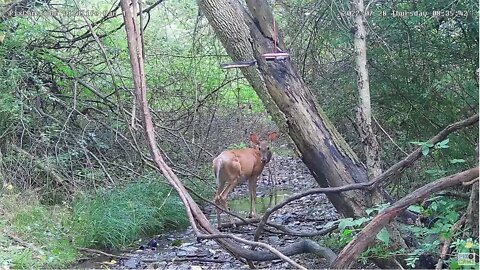 Doe & Fawn walk through stream