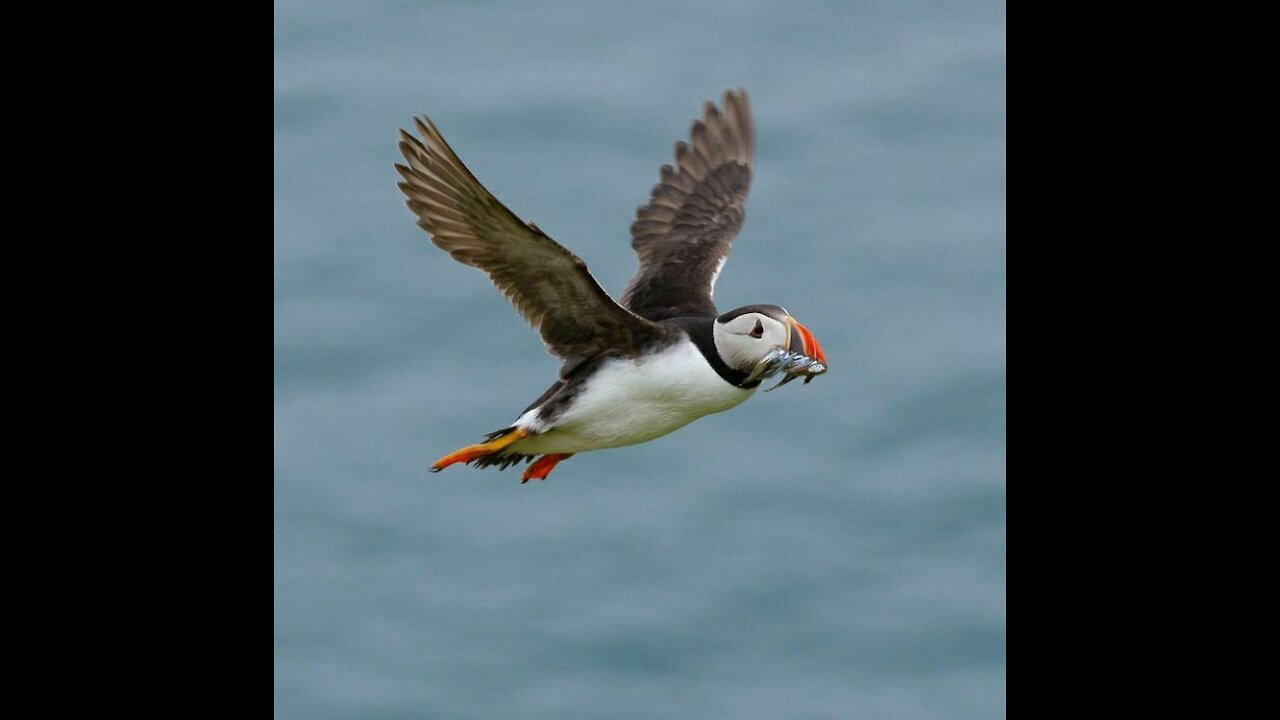 Watch the speed of a bird (Puffin) in the sea.