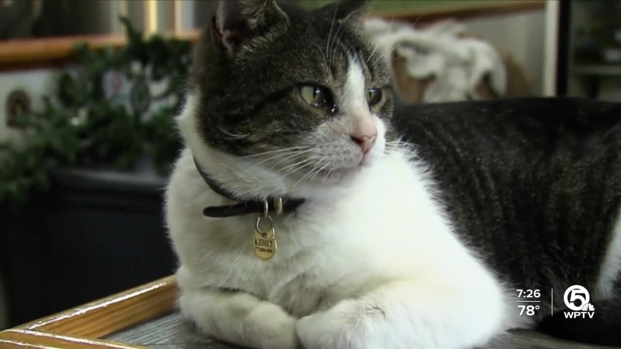 Stray cat becomes mainstay of Lake Park brewery