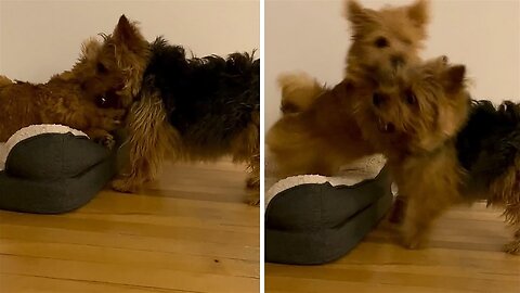 Puppy loves to wrestle with his dad