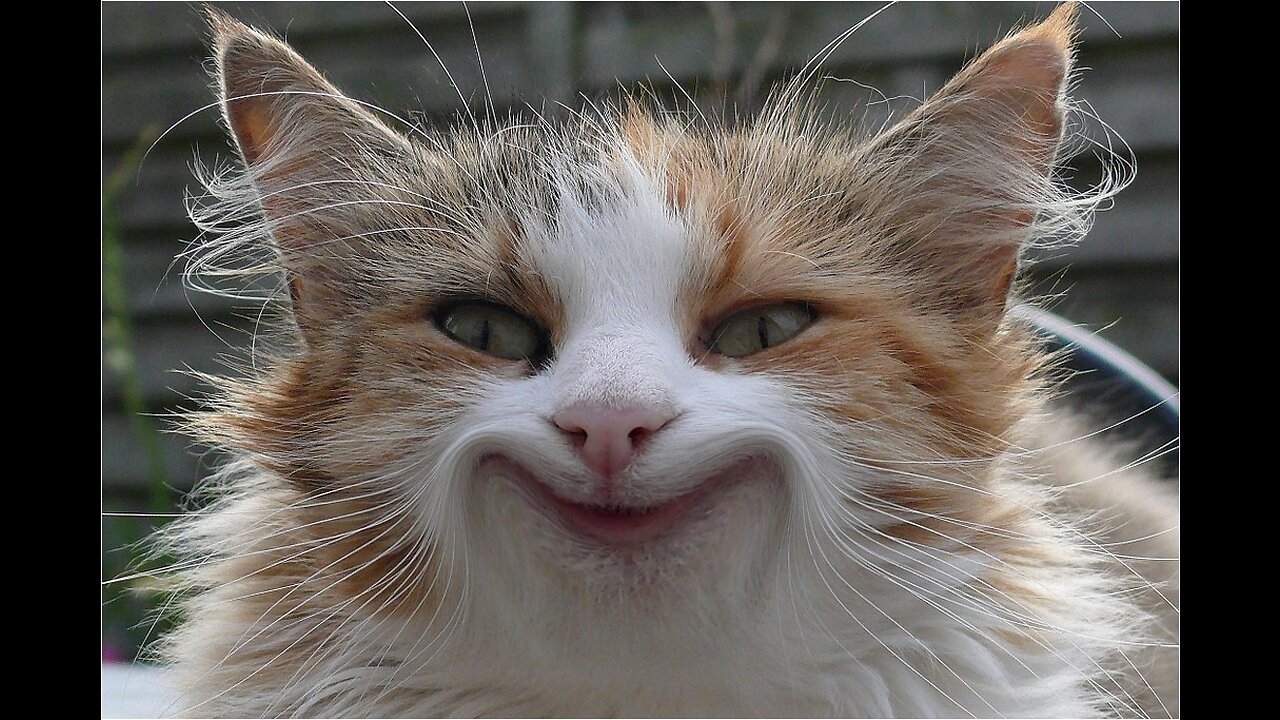 Cats funny videos