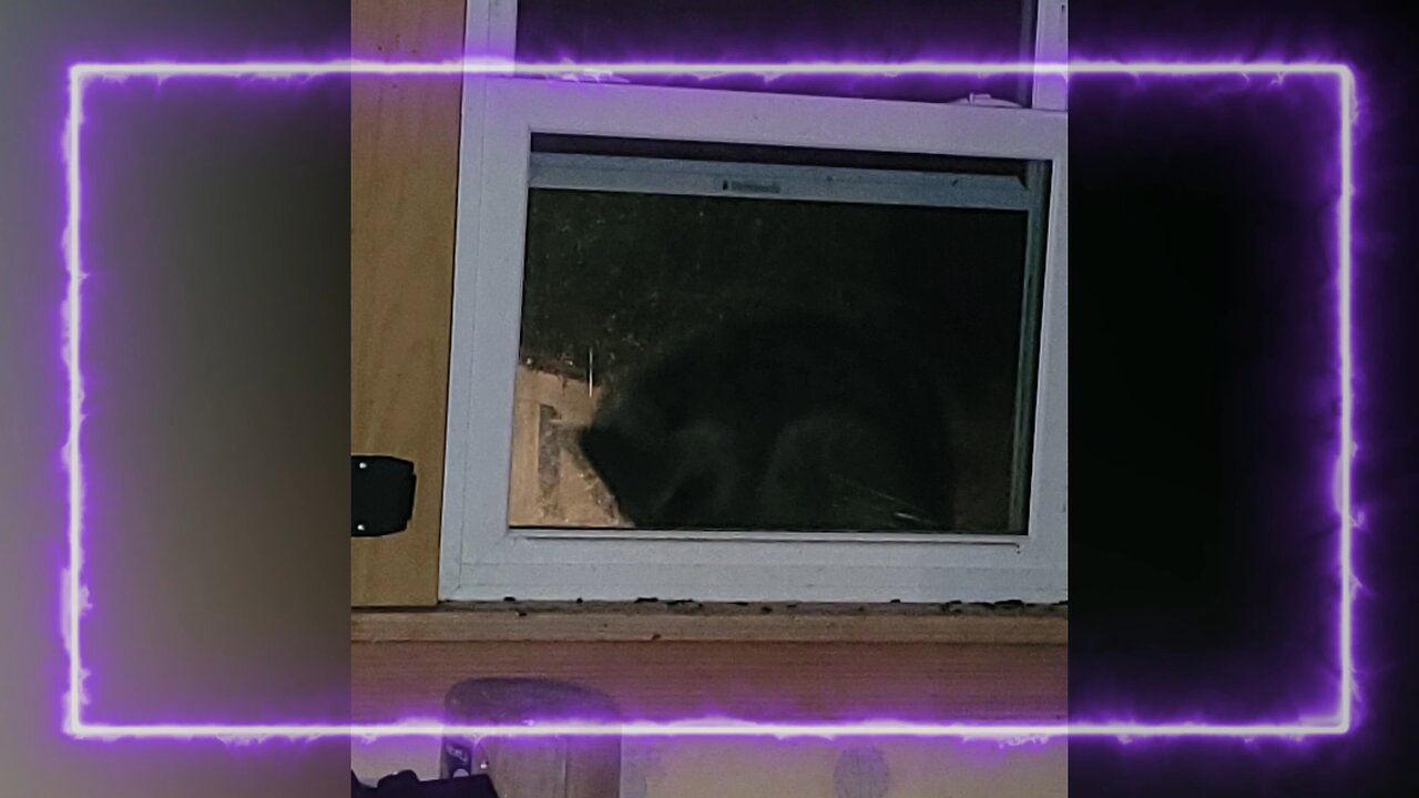 Who's in the window? - A clip from my Carnivore Lite Show Nov 11th, 2023, Daily Vlog - Day 1