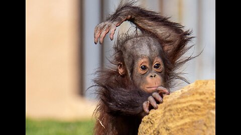 Cuddly Baby Chimpanzees - Cutest Compilation